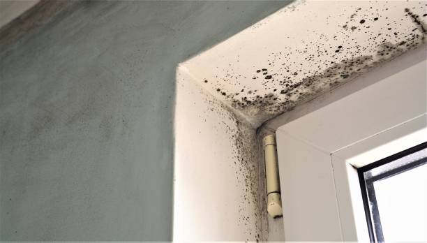 Best Post-Construction Mold Inspection  in Brownstown, PA