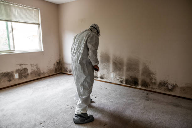 Best Water Damage & Mold Remediation  in Brownstown, PA